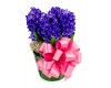 Hyacinth 6"